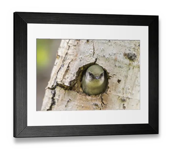 Framed Print : USA, Colorado, Rock Mountain National Park. Violet-green swallow at nest hole in tree