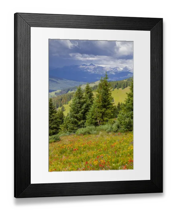 Framed Print : USA, Colorado, Shrine Pass, Vail. Flowery landscape in summer Framed Print : USA, Colorado, Shrine Pass, Vail. Flowery landscape in summer