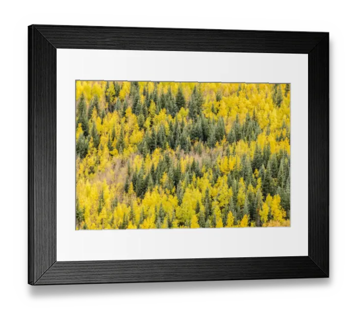 Framed Print : USA, Colorado, Gunnison National Forest. Aspen forest in autumn