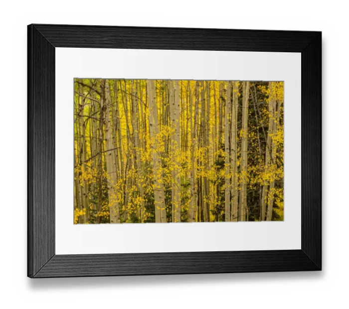 Framed Print : USA, Colorado, Gunnison National Forest. Aspen forest in autumn Framed Print : USA, Colorado, Gunnison National Forest. Aspen forest in autumn