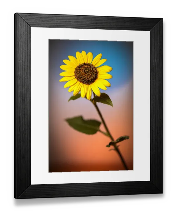 Framed Print : USA, Colorado, Fort Collins. Wild sunflower close-up. Credit as Fred Lord / Jaynes Framed Print : USA, Colorado, Fort Collins. Wild sunflower close-up. Credit as Fred Lord / Jaynes