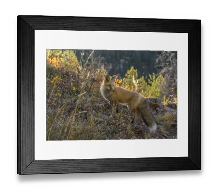 Framed Print : USA, Colorado, Gunnison National Forest. Red fox and scenic