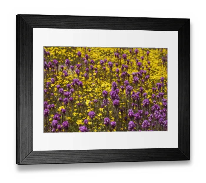 Framed Print : California. Owls clover and a variety of yellow flowers fill a meadow in Carrizo Framed Print : California. Owls clover and a variety of yellow flowers fill a meadow in Carrizo