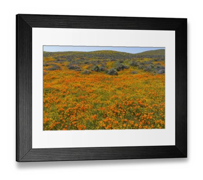 Framed Print : California. A carpet of California poppies blooms amidst other wildflowers in Framed Print : California. A carpet of California poppies blooms amidst other wildflowers in
