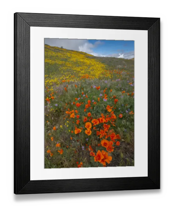 Framed Print : Orange Poppies, Goldfields and Filaree are protected from Wind near Lancaster Framed Print : Orange Poppies, Goldfields and Filaree are protected from Wind near Lancaster