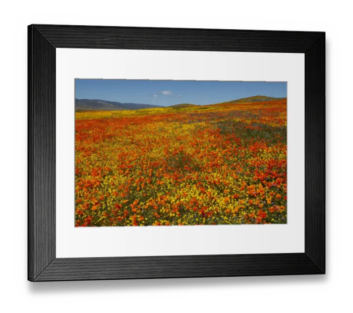 Framed Print : Hillside filled with Goldfields and California poppies near Lancaster Framed Print : Hillside filled with Goldfields and California poppies near Lancaster