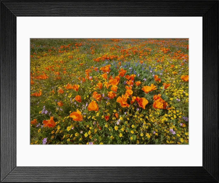 Framed Print : USA, California, superbloom hillside near Lancaster, Yellow Goldfields