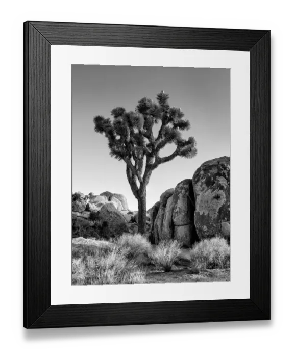 Framed Print : USA, California, Joshua Tree National Park, Joshua tree lit by early morning sun Framed Print : USA, California, Joshua Tree National Park, Joshua tree lit by early morning sun