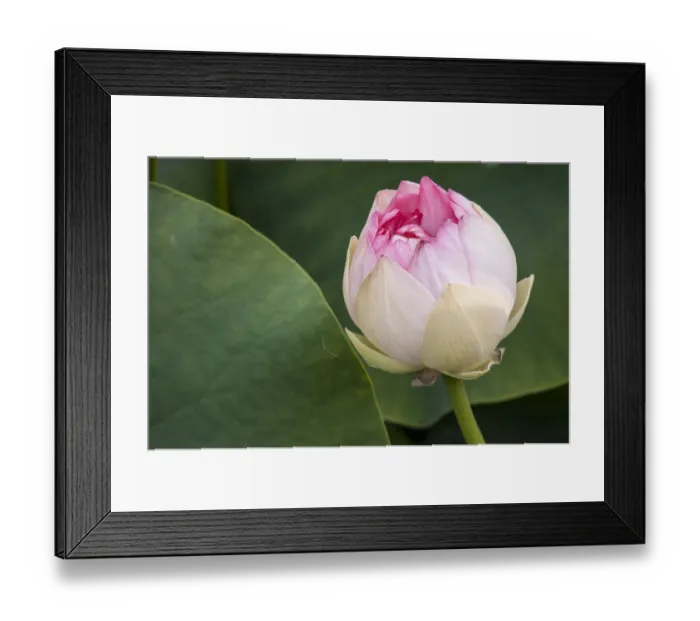 Framed Print : USA, California, Santa Barbara, Montecito. Lotusland garden Framed Print : USA, California, Santa Barbara, Montecito. Lotusland garden