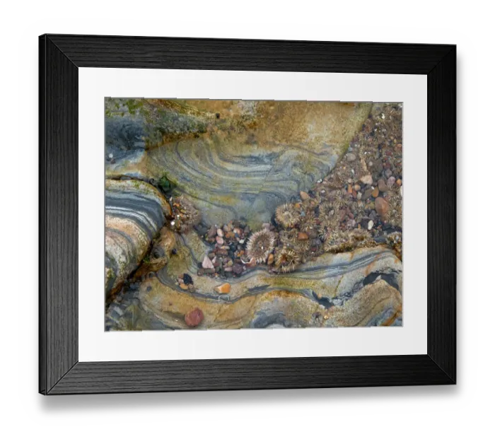 Framed Print : Tidal Pool, Point Lobos, California