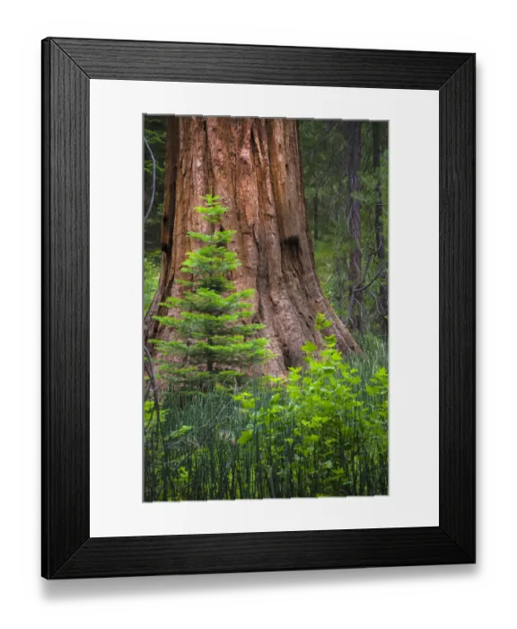 Framed Print : Mariposa Grove, Yosemite, Sierra Mountains, California, USA