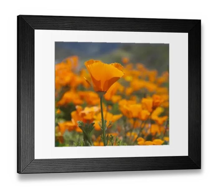 Framed Print : California Poppies, Big Sur, California, USA Framed Print : California Poppies, Big Sur, California, USA