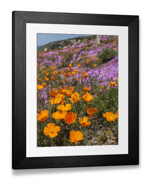 Framed Print : California Poppies, Big Sur, California, USA Framed Print : California Poppies, Big Sur, California, USA