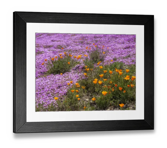 Framed Print : California Poppies, Big Sur, California, USA Framed Print : California Poppies, Big Sur, California, USA