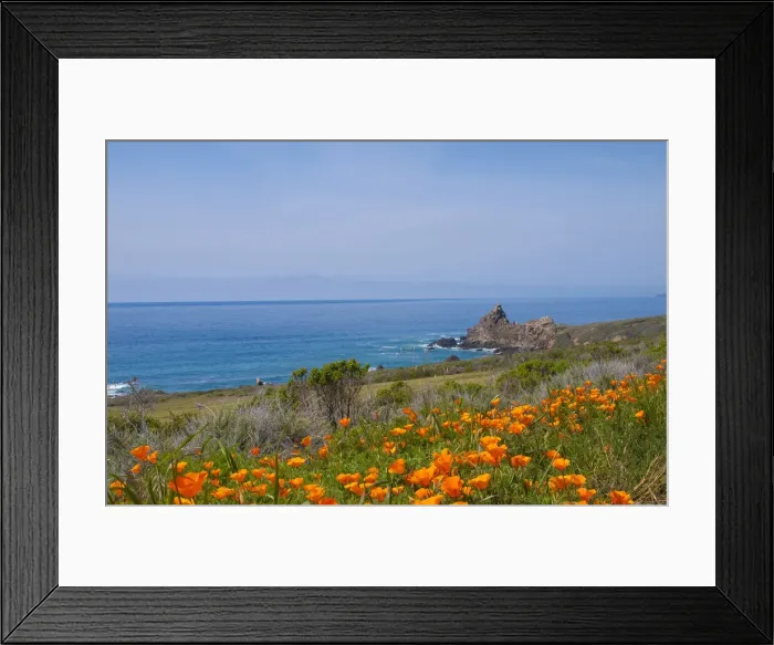 Framed Print : California Poppies, Big Sur, California, USA Framed Print : California Poppies, Big Sur, California, USA