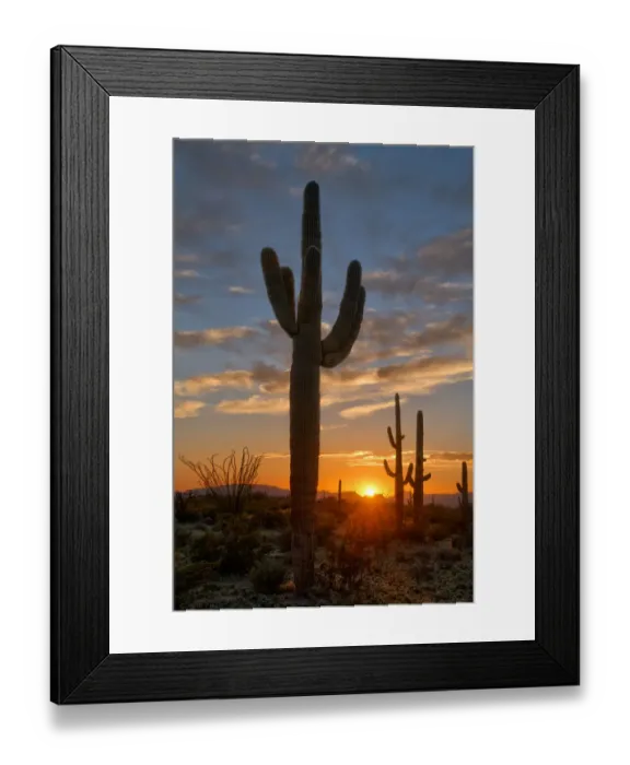 Framed Print : Saguaro cactus in the lower Sonoran desert in southern Arizona Framed Print : Saguaro cactus in the lower Sonoran desert in southern Arizona