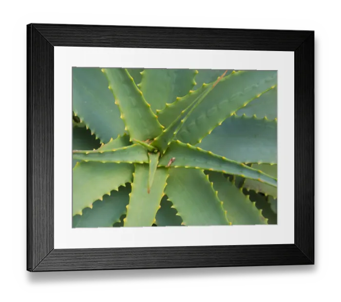 Framed Print : Aloe Plant, Big Sur, California, USA Framed Print : Aloe Plant, Big Sur, California, USA