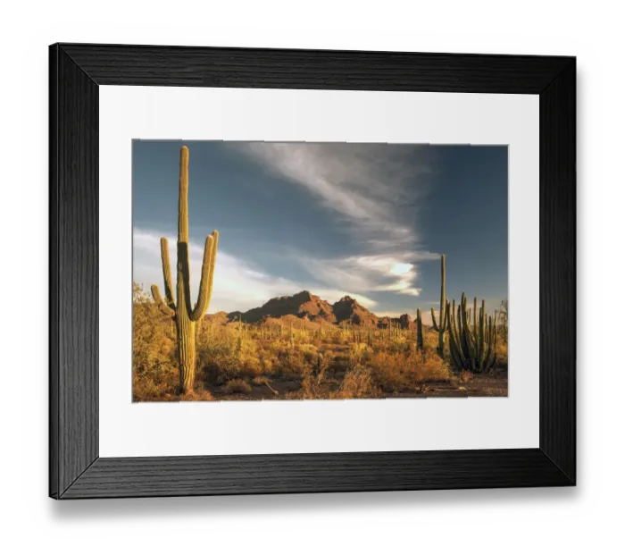 Framed Print : A valley of saguaro cactus in Organ Pipe Cactus National Monument