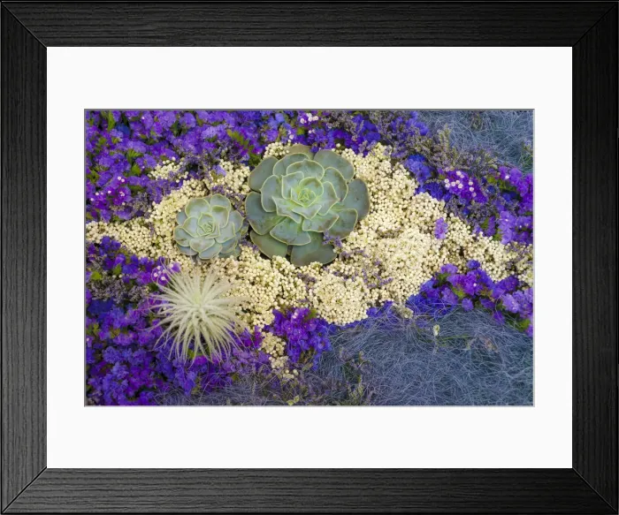 Framed Print : Succulents, Big Sur, California, USA