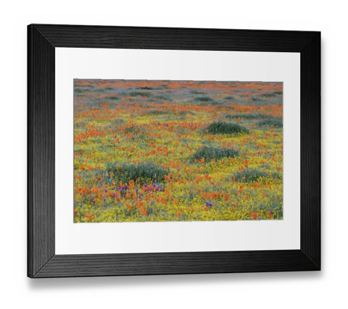Framed Print : USA, California, Mojave Desert. California poppy super bloom