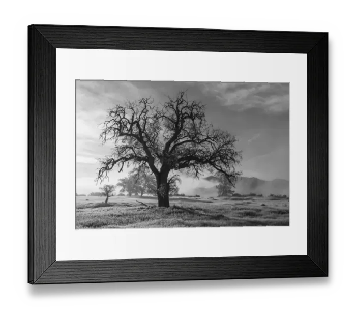 Framed Print : USA, California, Los Padres National Forest. Oak tree on foggy morning Framed Print : USA, California, Los Padres National Forest. Oak tree on foggy morning