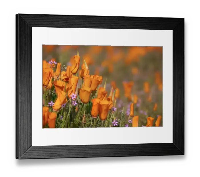 Framed Print : USA, California, Mojave Desert. California poppies. Credit as