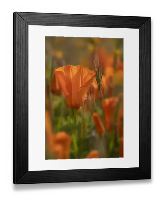 Framed Print : USA, California. Close-up of California poppy. Credit as Framed Print : USA, California. Close-up of California poppy. Credit as