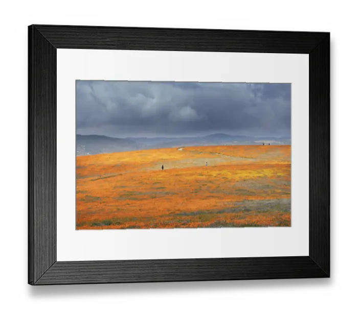 Framed Print : USA, California, Mojave Desert. California poppy super bloom Framed Print : USA, California, Mojave Desert. California poppy super bloom