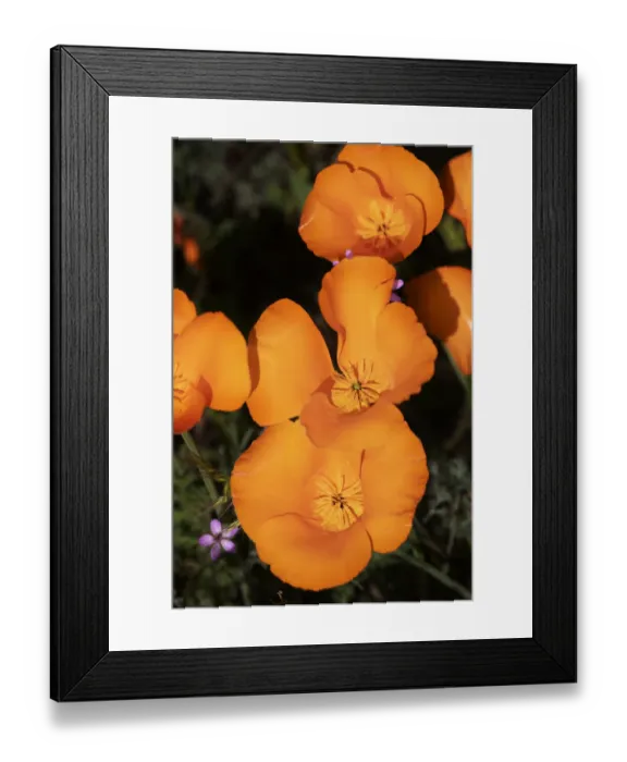 Framed Print : USA, California, Mojave Desert. California poppies. Credit as Framed Print : USA, California, Mojave Desert. California poppies. Credit as