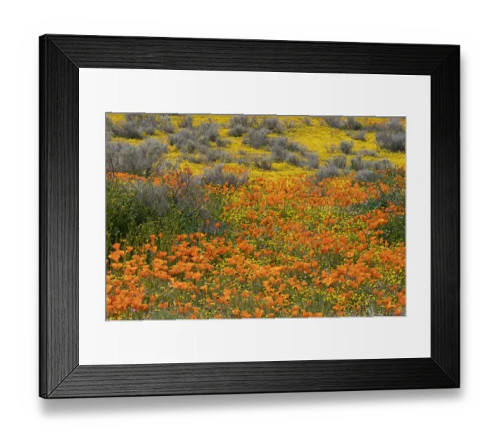 Framed Print : USA, California, Mojave Desert. California poppy super bloom Framed Print : USA, California, Mojave Desert. California poppy super bloom