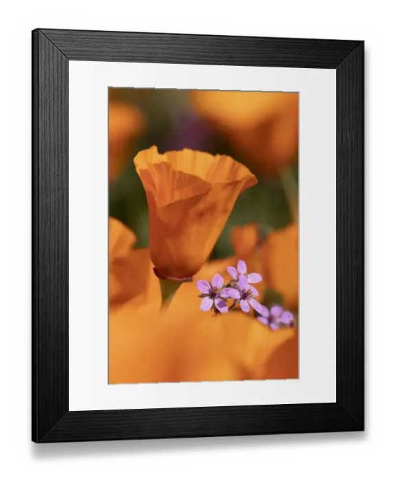 Framed Print : USA, California. Close-up of California poppy. Credit as