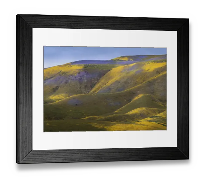 Framed Print : USA, California, Carrizo Plain National Monument. Purple patches of lacy phacelia