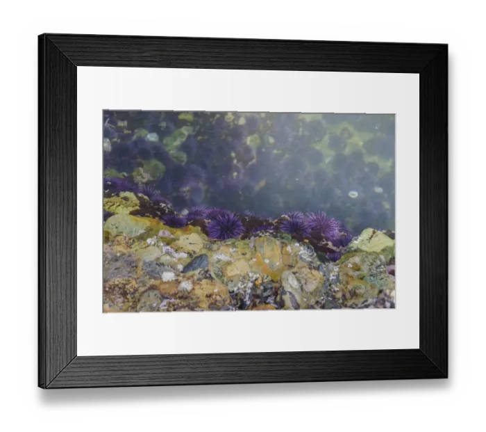 Framed Print : Purple Sea Urchins, Point Lobos State Natural Reserve, California, USA Framed Print : Purple Sea Urchins, Point Lobos State Natural Reserve, California, USA