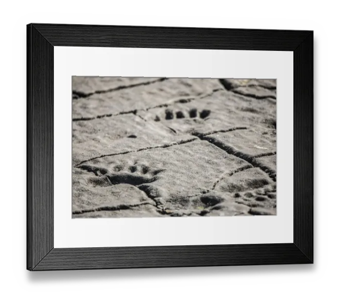 Framed Print : Lake Clark National Park and Preserve, Cook Inlet, Kenai Peninsula, Alaska, animal