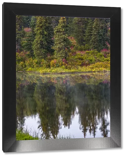 Homer, Alaska, autumn, fireweed