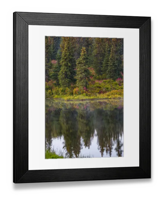 Framed Print : Homer, Alaska, autumn, fireweed