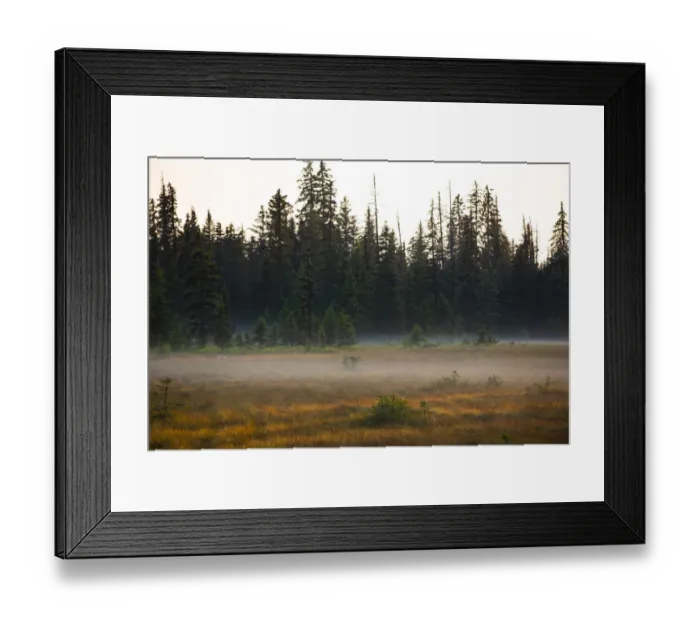 Framed Print : Homer, Alaska, USA, miniature, black spruce, autumn colored field Framed Print : Homer, Alaska, USA, miniature, black spruce, autumn colored field