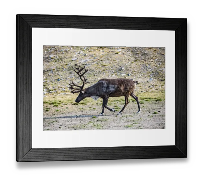 Framed Print : Denali, Alaska, Reindeer, large antlers, caribou Framed Print : Denali, Alaska, Reindeer, large antlers, caribou