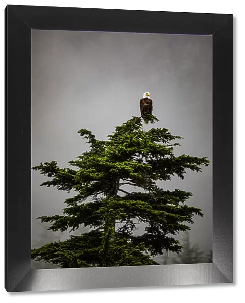 Prince William Sound, Alaska, Valdez, Bald Eagle perched on evergreen tree