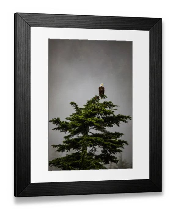 Framed Print : Prince William Sound, Alaska, Valdez, Bald Eagle perched on evergreen tree Framed Print : Prince William Sound, Alaska, Valdez, Bald Eagle perched on evergreen tree