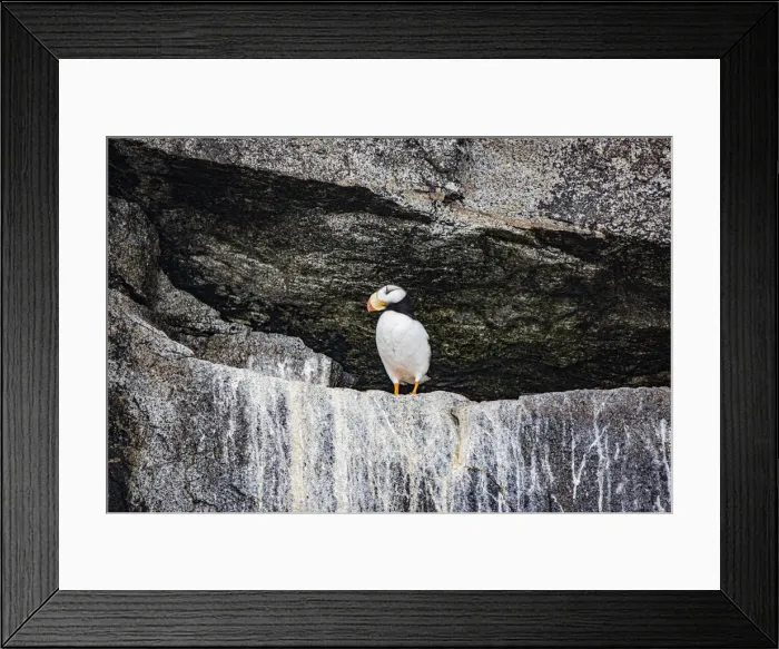 Framed Print : Seward, Alaska, Kenai Peninsula, puffin, seabird