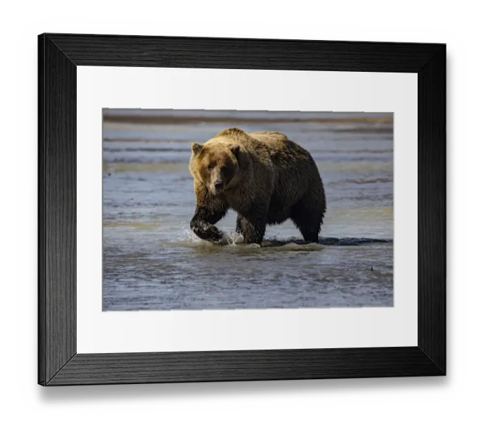 Framed Print : Lake Clark National Park and Preserve, Alaska, wilderness, bears, low tide, splashes Framed Print : Lake Clark National Park and Preserve, Alaska, wilderness, bears, low tide, splashes