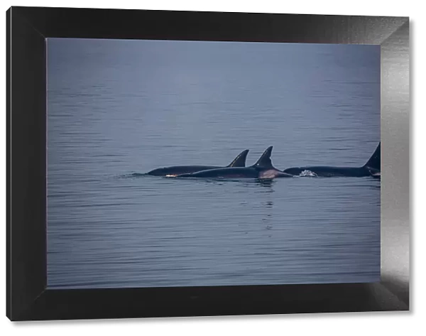 Kenai Fjords, Alaska, pod of Orca Killer Whales