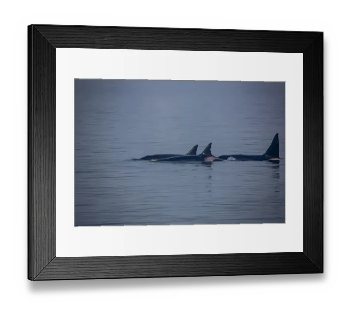 Framed Print : Kenai Fjords, Alaska, pod of Orca Killer Whales