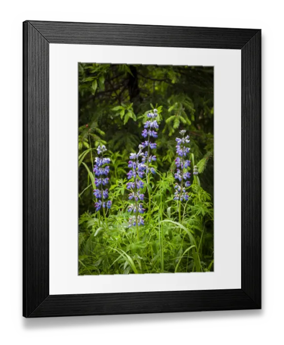 Framed Print : Near Homer, Alaska, meadows of lupine Framed Print : Near Homer, Alaska, meadows of lupine