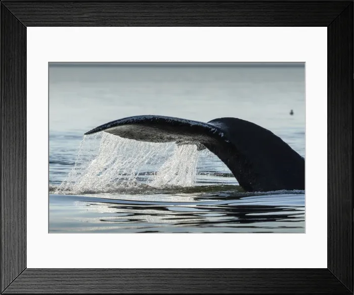 Framed Print : USA, Alaska, Water streams from tail of Humpback Whale (Megaptera novaeangliae