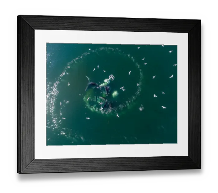Framed Print : USA, Alaska, Aerial view of Humpback Whales (Megaptera novaeangliae