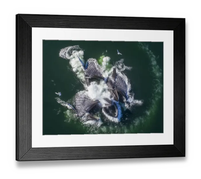 Framed Print : USA, Alaska, Aerial view of Humpback Whales (Megaptera novaeangliae Framed Print : USA, Alaska, Aerial view of Humpback Whales (Megaptera novaeangliae