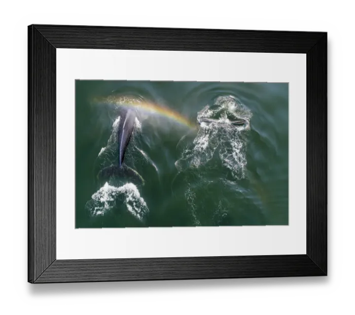 Framed Print : USA, Alaska, Aerial view of rainbow above Humpback Whales (Megaptera novaeangliae