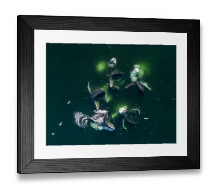 Framed Print : USA, Alaska, Aerial view of Humpback Whales (Megaptera novaeangliae